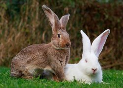 Dwa króliki na trawie