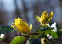Dwa żółte kwiaty na łodyżce zwrócone ku słońcu