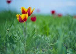 Kwiaty, Dwa, Żółto-czerwone, Tulipany, Trawa