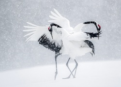 Dwa żurawie mandżurskie na śniegu