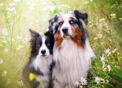 Łąka, Kwiaty, Border collie, Owczarek australijski