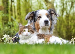 Dwaj przyjaciele - kot i owczarek australijski