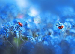 Niebieskie, Kwiatki, Niezapominajki, Dwie, Biedronki