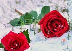 Dwie czerwone róże na śniegu