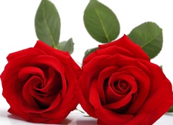 Dwie czerwone róże