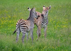 Dwie młode zebry