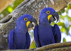 Dwie, Papugi, Modroary hiacyntowe