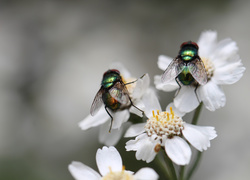 Dwie muchy na kwiatach krwawnika pannońskiego