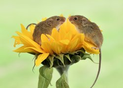 Dwie myszki na słoneczniku