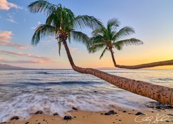 Dwie pochylone palmy na hawajskiej plaży
