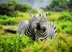 Dwie przytulone zebry pośród roślin