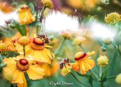 Dwie pszczoły na kwiatach dzielżanu