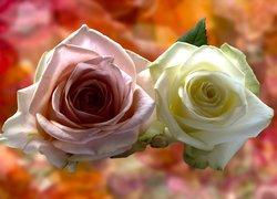 Dwie róże na kolorowym tle