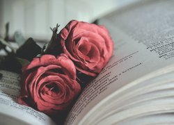 Dwie róże położone na książce