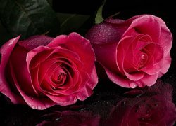 Dwie róże w kroplach rosy