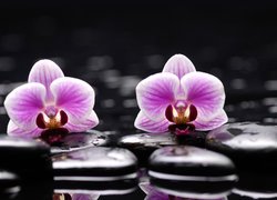 Dwie różowe orchidee na kamieniach w wodzie