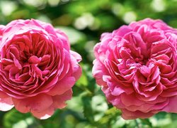 Dwie rozwinięte różowe róże
