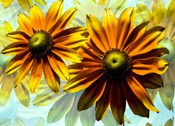 Kwiaty, Rudbekie, Grafika