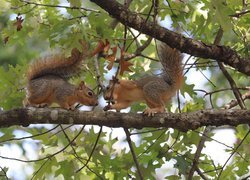 Dwie rude wiewiórki na gałęzi drzewa
