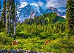 Park Narodowy Mount Rainier, Góry, Stratowulkan Mount Rainier, Drzewa, Sarny, Chmury, Stan Waszyngton, Stany Zjednoczone
