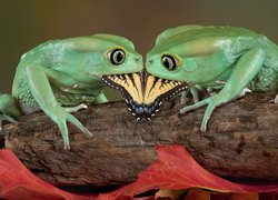 Dwie zielone żaby jedzące motyla