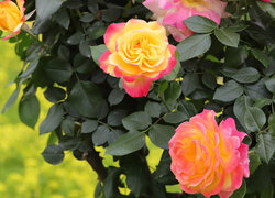 Dwukolorowe róże na krzewie