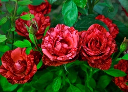 Czerwone, Dwukolorowe, Róże