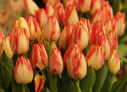 Dwukolorowe, Tulipany, Kwiaty