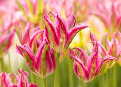Dwukolorowe tulipany w zbliżeniu