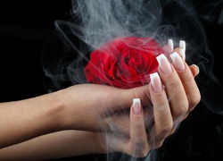 Czerwona, Róża, Dłonie, Dym