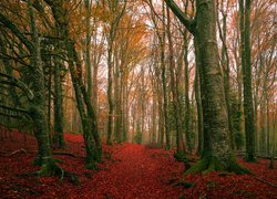 Dywan z czerwonych liści w lesie