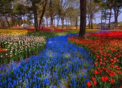 Park, Drzewa, Kwiaty, Tulipany, Szafirki, Wiosna