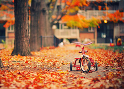 Jesień, Drzewa, Rowerek