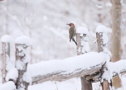 Ptak, Dzięcioł różowoszyi, Zima, Śnieg, Drewniane, Ogrodzenie