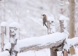 Dzięcioł różowoszyi na ośnieżonym ogrodzeniu