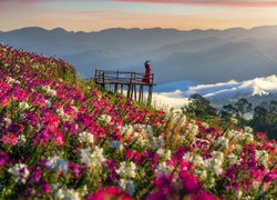 Łąka, Kolorowe, Kwiaty, Góry, Kobieta, Pomost widokowy, Wschód słońca, Prowincja Tak, Tajlandia