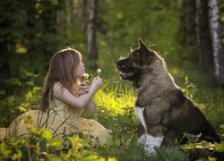 Dziewczynka i akita amerykańska w lesie