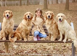 Dziewczynka i psy golden retrievery na ławce