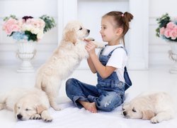 Dziewczynka i trzy szczeniaki golden retrievery