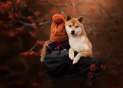 Pies, Shiba inu, Dziewczynka, Czapka