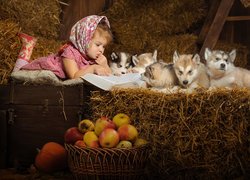 Dziewczynka ze szczeniakami siberian husky na sianie