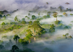 Dziewicze lasy otulone mgłą w dolinie Danum w Malezji