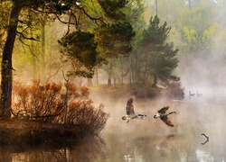 Dzikie gęsi nad rzeką we mgle
