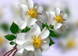 Kwiaty, Białe, Dzikie róże, Grafika 2D