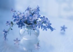 Campanula, Dzwonki dalmatyńskie, Niebieskie, Kwiaty
