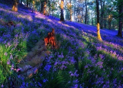 Szkocja, Las Trossachs, Polana, Kwiaty, Dzwonki, Przebijające światło Łąka