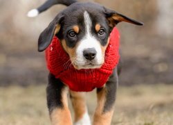 Entlebucher w czerwonym ubranku