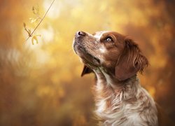 Pies, Epagneul breton, Spaniel bretoński, Rudo-biały, Gałązka