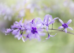 Epidendrum