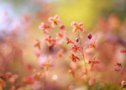 Czerwone, Kwiaty, Epimedium, Zbliżenie